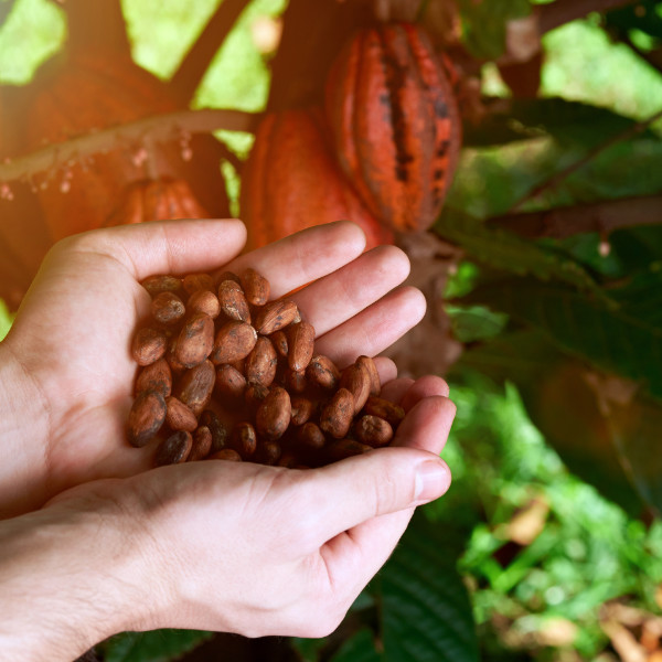 Fave di cacao biologico